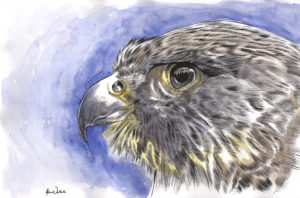 "Blue Falcon" by Adam Wallenta