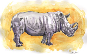 "Yellow Rhino" by Adam Wallenta